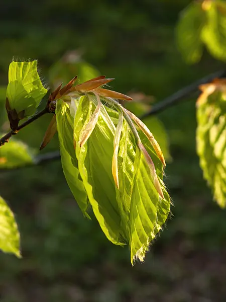 459031 - Common beech (Fagus sylvatica)