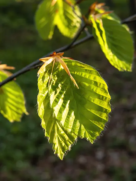 459032 - Common beech (Fagus sylvatica)