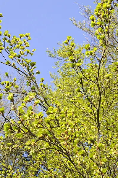 471110 - Common beech (Fagus sylvatica)