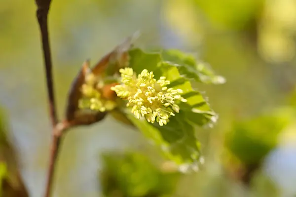 471112 - Common beech (Fagus sylvatica)
