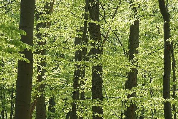 471162 - Common beech (Fagus sylvatica)