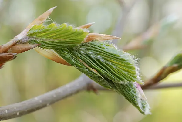 471163 - Common beech (Fagus sylvatica)