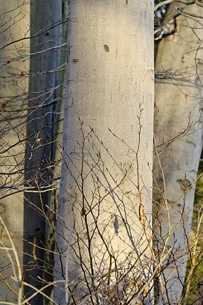 479008 - Common beech (Fagus sylvatica)