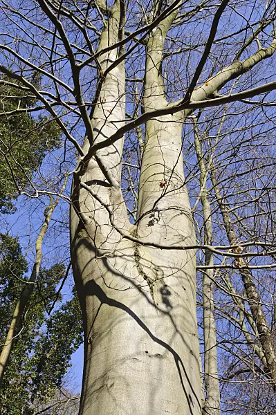 482043 - Common beech (Fagus sylvatica)