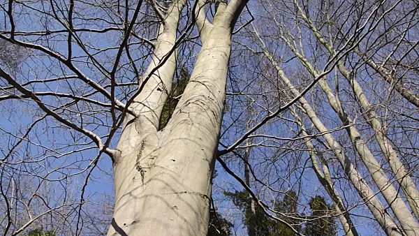 494124 - Common beech (Fagus sylvatica)