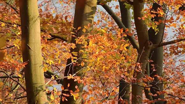 502010 - Common beech (Fagus sylvatica)