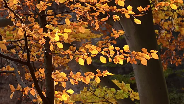 502011 - Common beech (Fagus sylvatica)