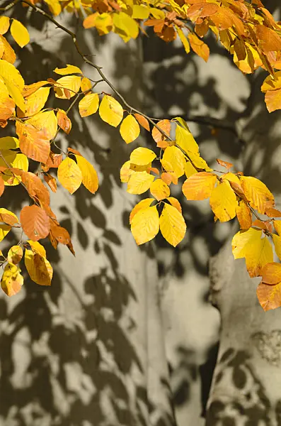 502033 - Common beech (Fagus sylvatica)