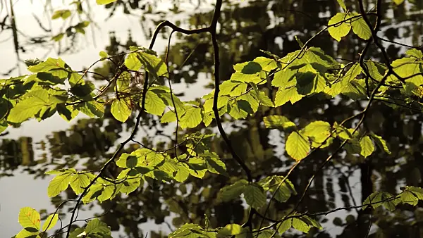 512061 - Common beech (Fagus sylvatica)