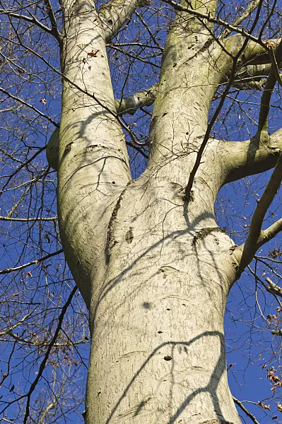 515001 - Common beech (Fagus sylvatica)