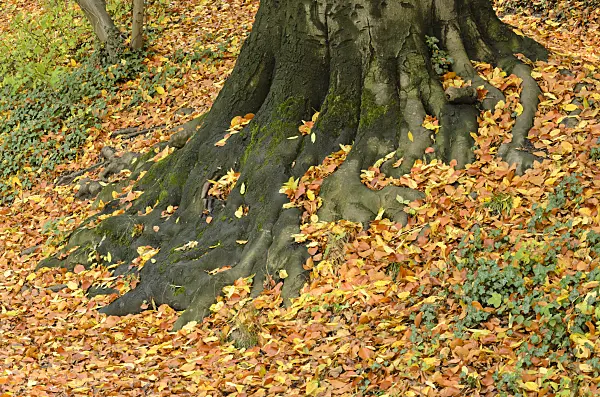 525419 - Common beech (Fagus sylvatica)