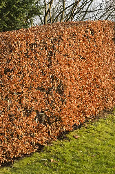 527055 - Common beech (Fagus sylvatica)