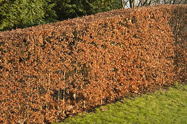 527056 - Common beech (Fagus sylvatica)