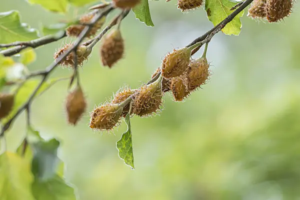 625207 - Common beech (Fagus sylvatica)