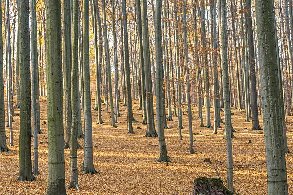 625209 - Common beech (Fagus sylvatica)