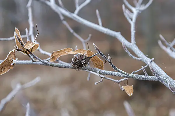 625211 - Common beech (Fagus sylvatica)