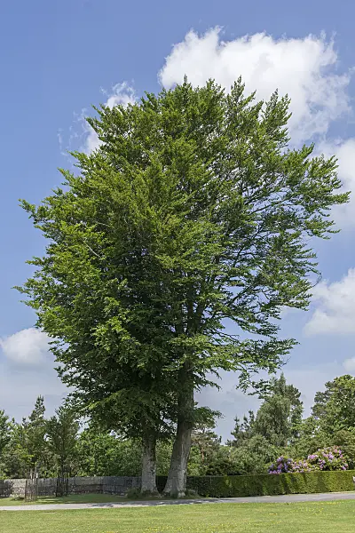651265 - Common beech (Fagus sylvatica)