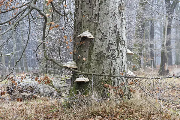 625210 - Common beech (Fagus sylvatica) and tinder fungus (Fomes fomentarius)