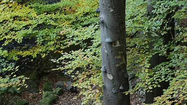 501236 - Common beech (Fagus sylvatica) and tinder fungus (Fomes fomentarius) at a mountain forest