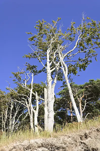 534308 - Common beech (Fagus sylvatica) at the Darss western shore, Vorpommersche Boddenlandschaft National Park, Germany