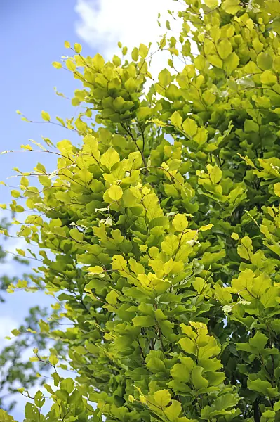 547143 - Common beech (Fagus sylvatica 'Dawyck Gold')