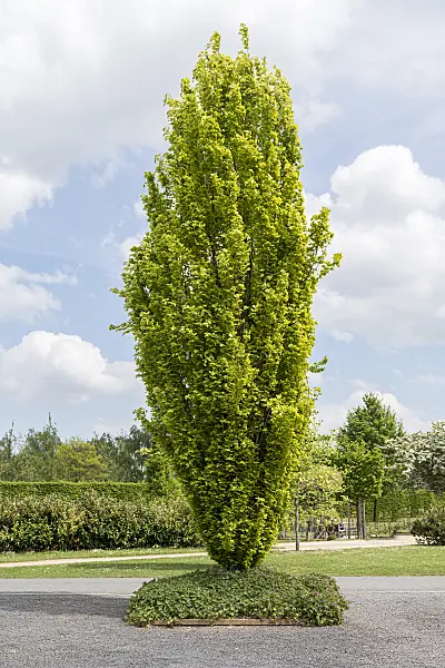 651262 - Common beech (Fagus sylvatica 'Dawyck Gold')