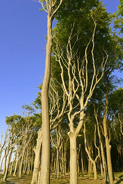 556045 - Common beech (Fagus sylvatica), Gespensterwald, Nienhagen, Germany