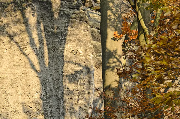 502003 - Common beech (Fagus sylvatica) in front of sandstone rocks