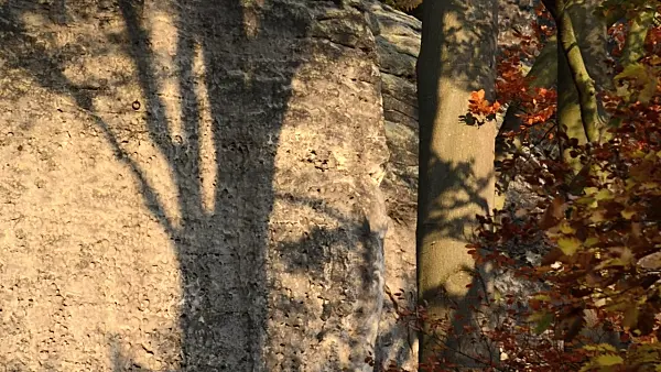 502007 - Common beech (Fagus sylvatica) in front of sandstone rocks