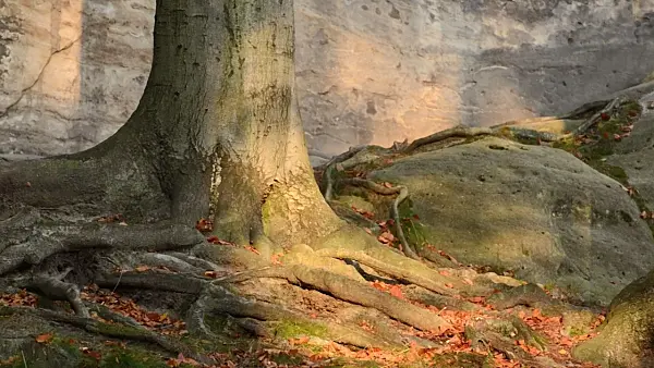502009 - Common beech (Fagus sylvatica) in front of sandstone rocks