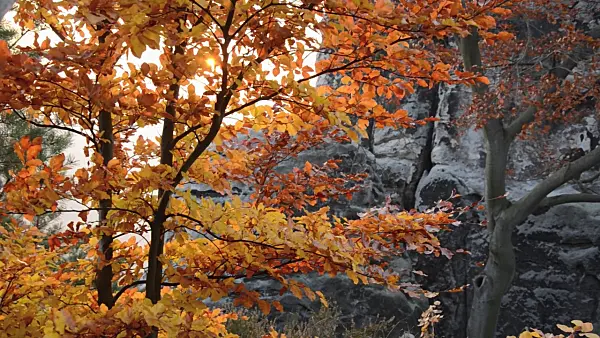 502015 - Common beech (Fagus sylvatica) in front of sandstone rocks