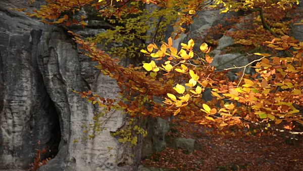 502041 - Common beech (Fagus sylvatica) in front of sandstone rocks