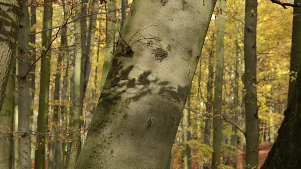 514023 - Common beech (Fagus sylvatica) in Grumsin Beech Forest, Biosphere Reserve Schorfheide-Chorin, Germany