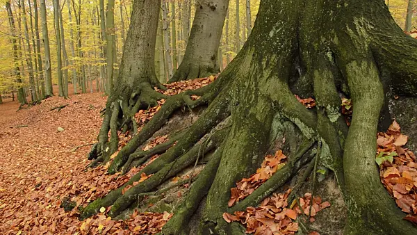 514024 - Common beech (Fagus sylvatica) in Grumsin Beech Forest, Biosphere Reserve Schorfheide-Chorin, Germany