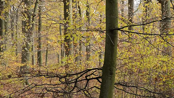 514025 - Common beech (Fagus sylvatica) in Grumsin Beech Forest, Biosphere Reserve Schorfheide-Chorin, Germany