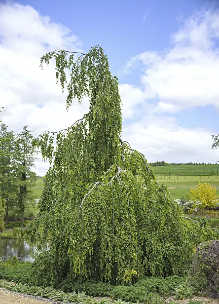547144 - Common beech (Fagus sylvatica 'Pendula')