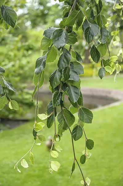 547145 - Common beech (Fagus sylvatica 'Pendula')