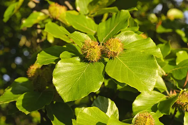 473052 - Common beech (Fagus sylvatica) with beech nuts