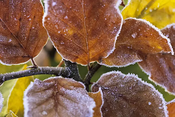 432084 - Common beech (Fagus sylvatica) with hoar frost