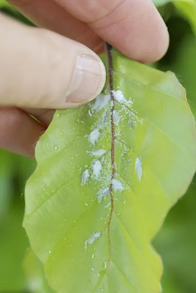 472175 - Common beech (Fagus sylvatica) with mealybugs