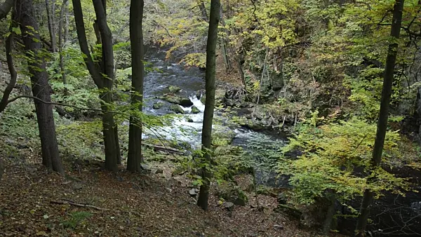 501235 - Common beeches (Fagus sylvatica) at a mountain brook, Bode Valley Nature Reserve, Germany