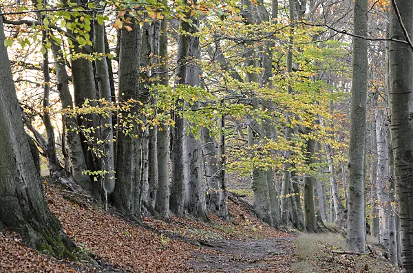 525456 - Common beeches (Fagus sylvatica), Biesenthaler Becken Nature Reserve, Brandenburg, Germany