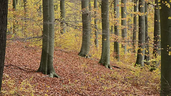 514026 - Common beeches (Fagus sylvatica) in Grumsin Beech Forest, Biosphere Reserve Schorfheide-Chorin, Germany