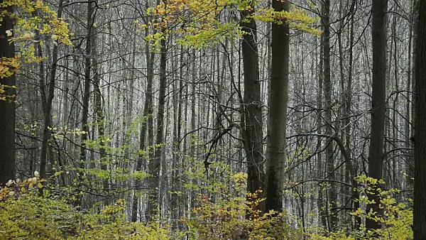 514027 - Common beeches (Fagus sylvatica) in Grumsin Beech Forest, Biosphere Reserve Schorfheide-Chorin, Germany