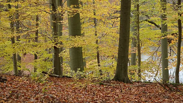 514028 - Common beeches (Fagus sylvatica) in Grumsin Beech Forest, Biosphere Reserve Schorfheide-Chorin, Germany