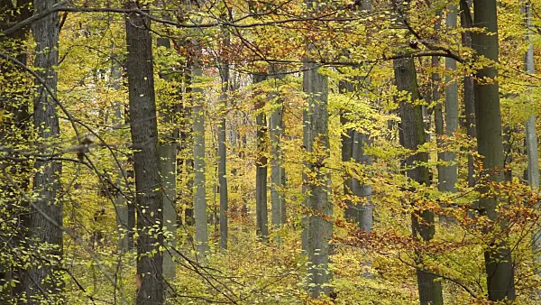 514029 - Common beeches (Fagus sylvatica) in Grumsin Beech Forest, Biosphere Reserve Schorfheide-Chorin, Germany