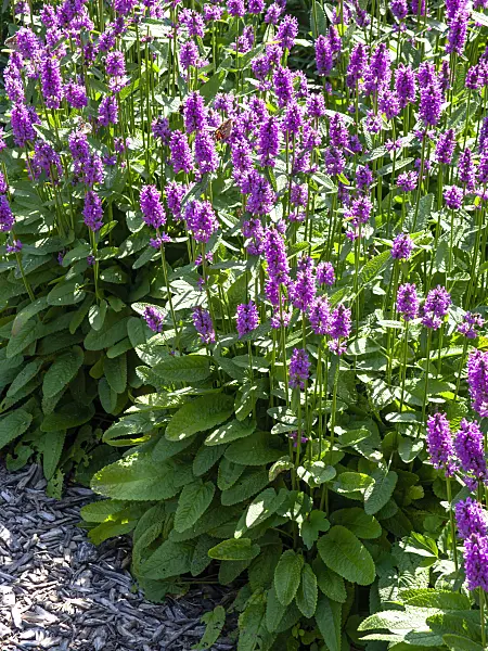 439280 - Common betony (Stachys monnieri 'Hummelo')