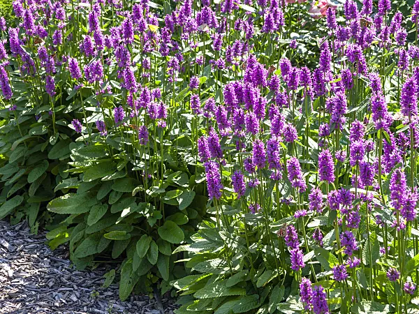 439281 - Common betony (Stachys monnieri 'Hummelo')