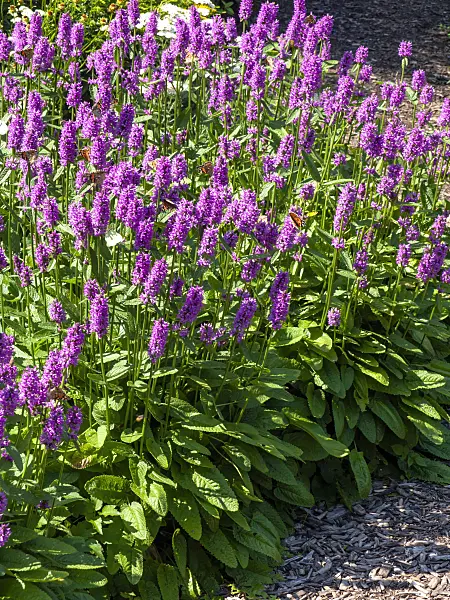 439282 - Common betony (Stachys monnieri 'Hummelo')