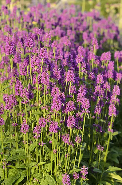 570075 - Common betony (Stachys monnieri 'Hummelo')